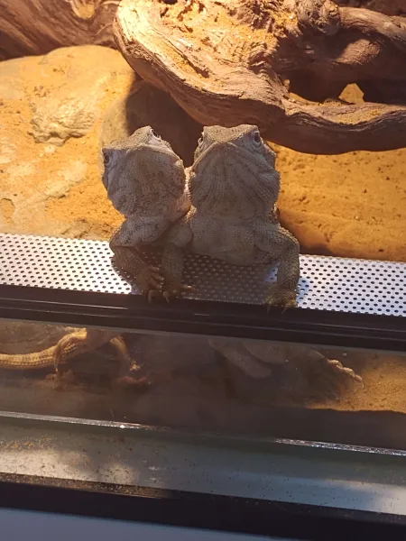 In deze foto zie je 2 dwergbaardagamen dit zijn reptielen